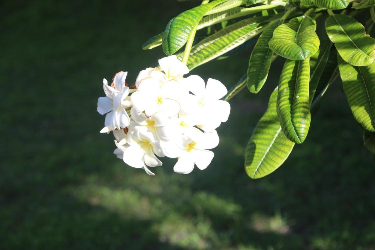 Amanda'S Place Green Studio - Pool And Tropical Garden เคย์คอล์กเกอร์ ภายนอก รูปภาพ