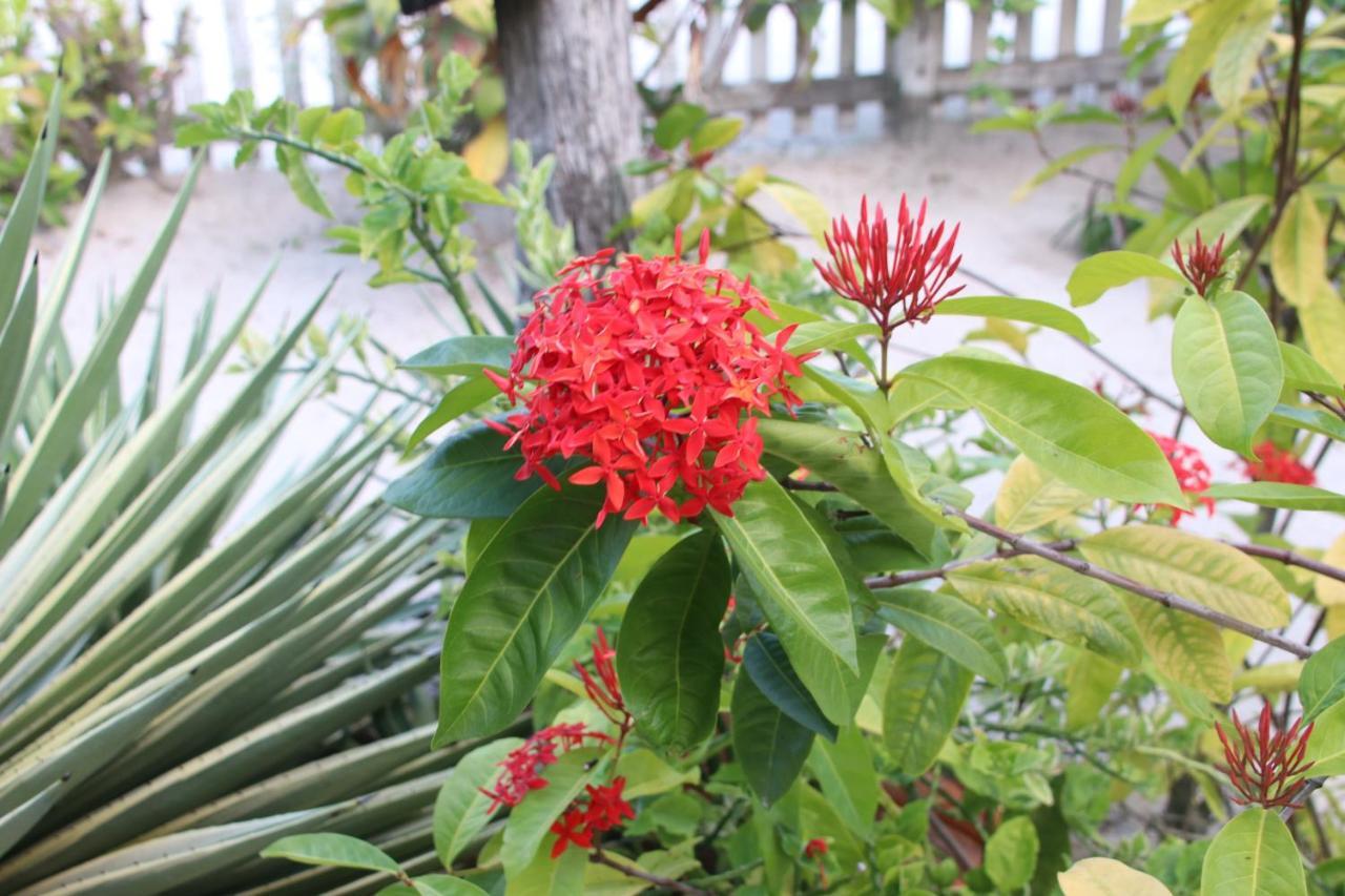 Amanda'S Place Green Studio - Pool And Tropical Garden เคย์คอล์กเกอร์ ภายนอก รูปภาพ