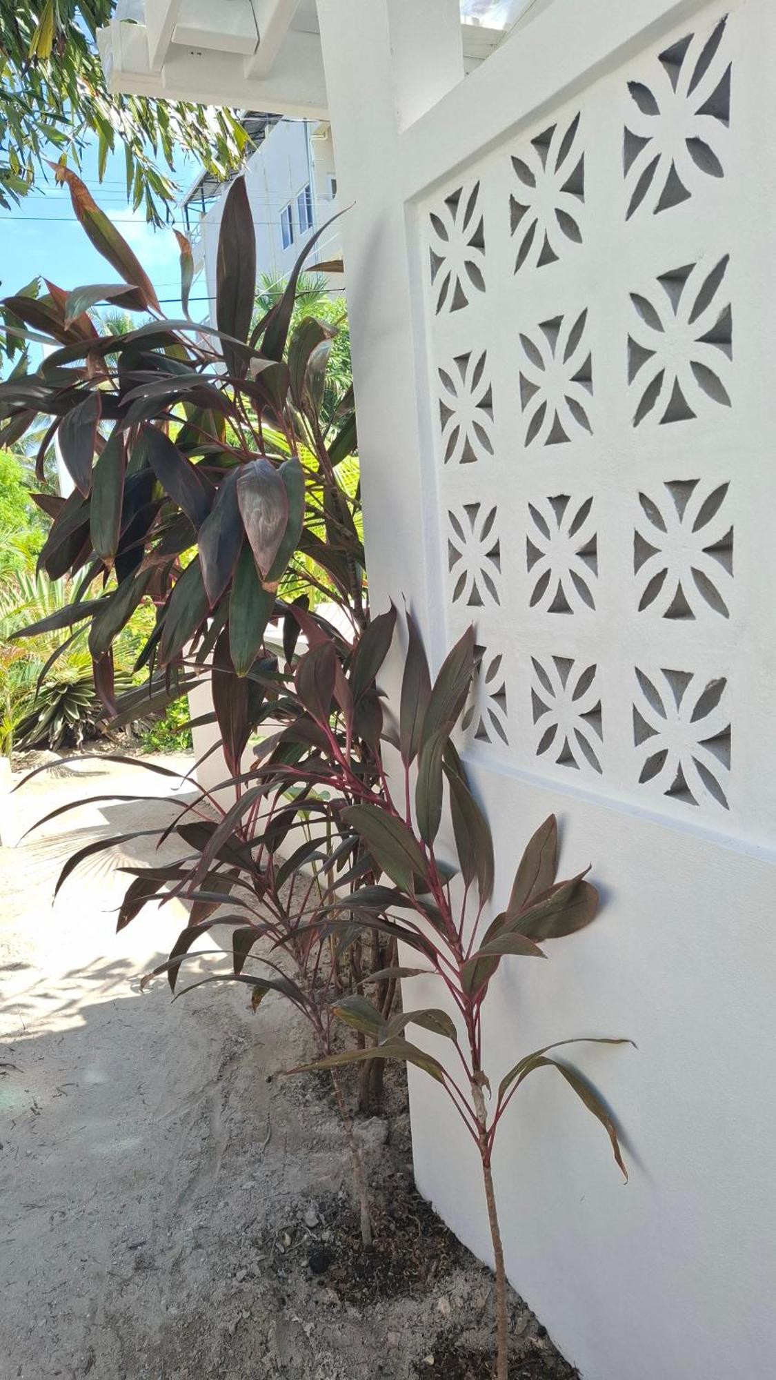 Amanda'S Place Green Studio - Pool And Tropical Garden เคย์คอล์กเกอร์ ภายนอก รูปภาพ